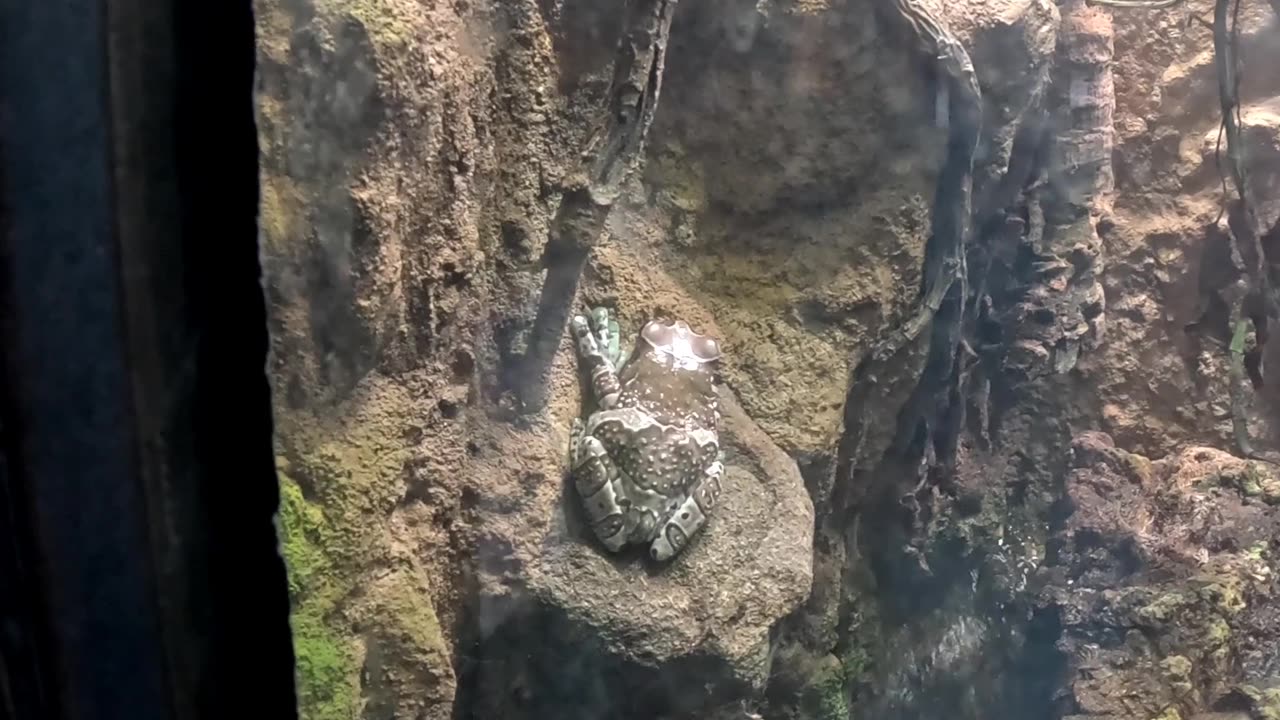 Amazon Milky Tree Frog at the San Diego Zoo