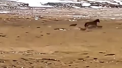animals