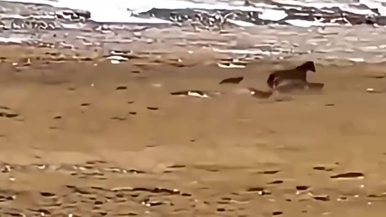 animals