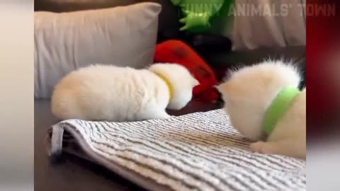 Funniest Cats and Dogs 🐶🐱 | Funny Animal Videos