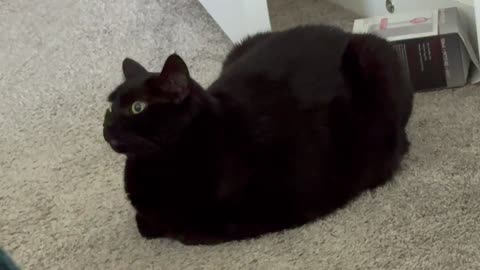 Cute Precious Piper is a Fuzzy Figurine -- My Adopted Shelter Cat Vlog