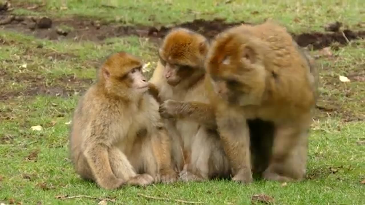 monkey funny video