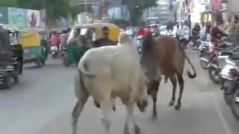 Bull Kills Biker In India