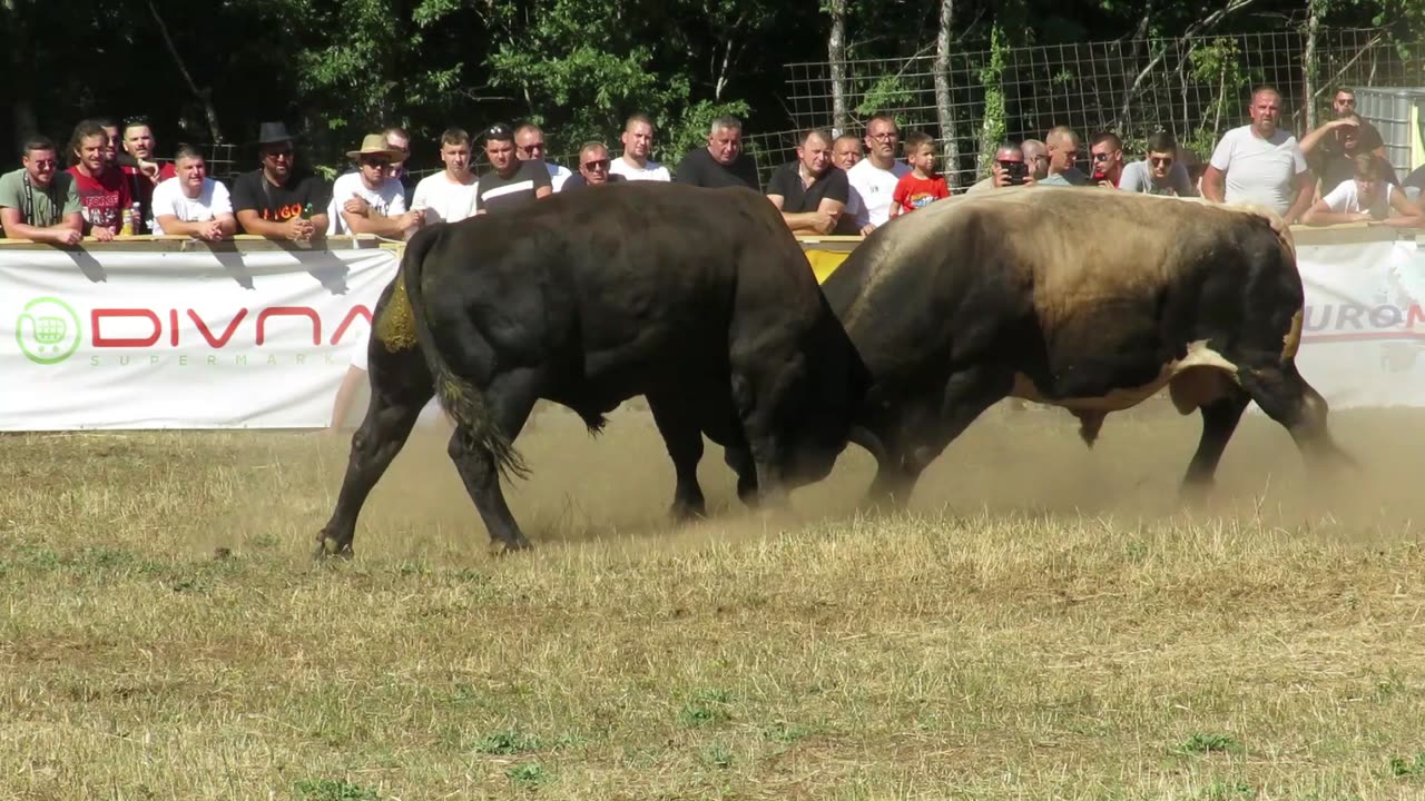 Dikonja od Dumančića vs Garo od Toni i Tomo Batin 2024