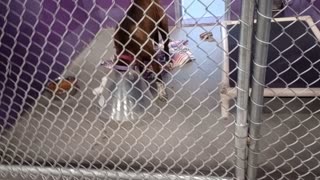 Piper 2y Pet Id 949568 kennel 16 HSSAZ shelter he moans because he wants food20251017699