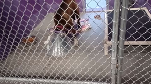 Piper 2y Pet Id 949568 kennel 16 HSSAZ shelter he moans because he wants food20251017699