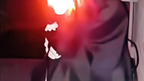 Opossum learns much needed lesson