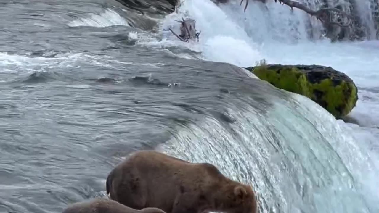 Bear catch fish