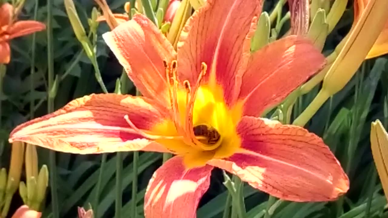 Bee on a lily