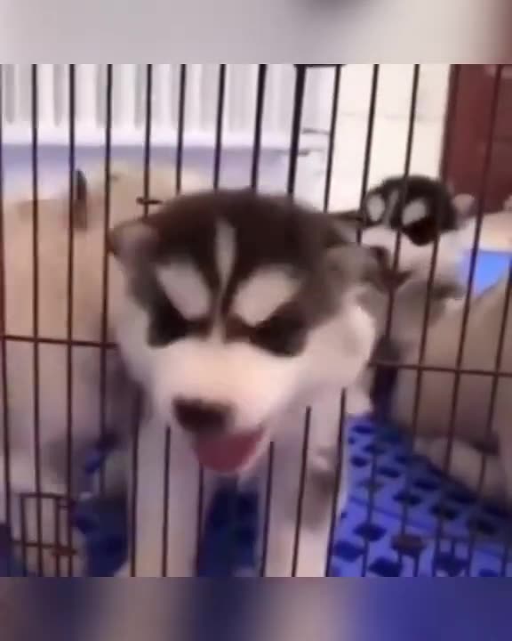 FUNNY DOGS & PUPPIES