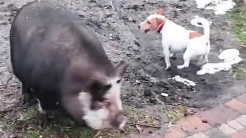 Dog and pig playing football