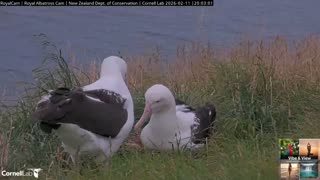 ​The Essence of Beauty: Elegant Style & Majestic Albatross Moments 🕊️✨