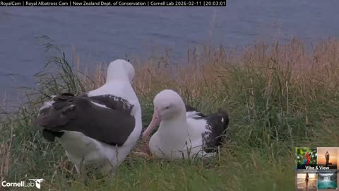​The Essence of Beauty: Elegant Style & Majestic Albatross Moments 🕊️✨