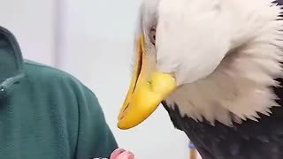 The girl that rescued this eagle