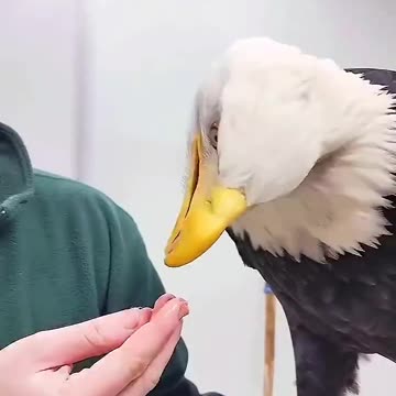 The girl that rescued this eagle