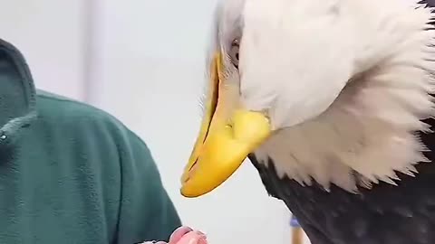 The girl that rescued this eagle