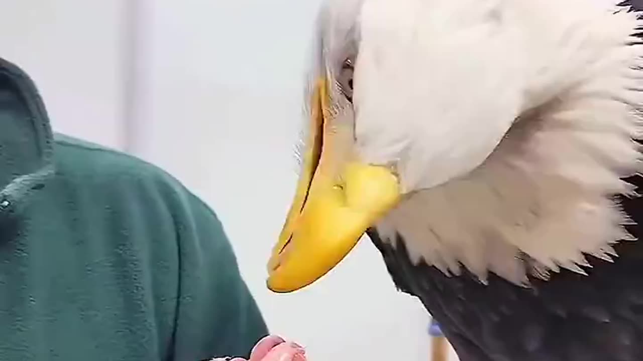 The girl that rescued this eagle