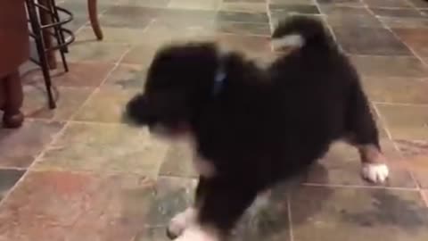 Puppies video