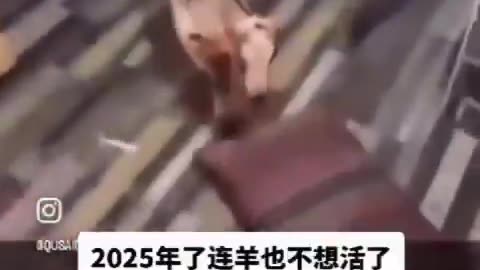 2025年连羊都不想活了