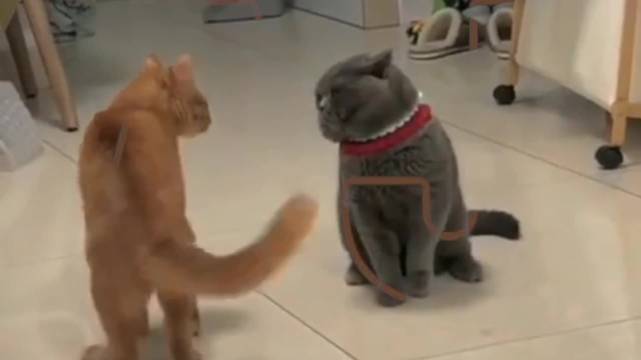 Funny animals video