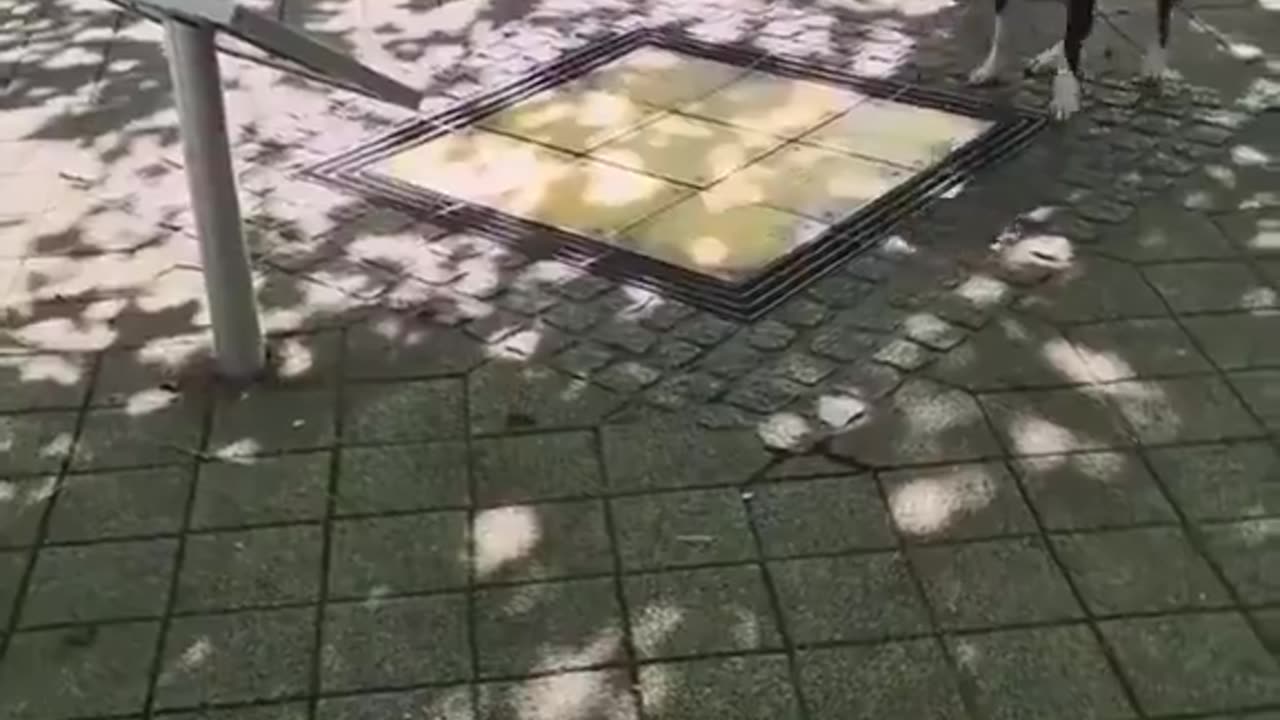 the laughter? the notes? the dog? this video is pure innocence