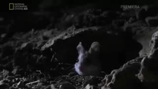 😂🐭 You Won't Believe This Mouse's HILARIOUS Scream! | FunFM