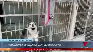 Mascotas desplazadas por los incendios encuentran refugio al oeste de Los Ángeles