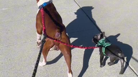 🐾 Frenchie Puppy’s FIRST Leash Walk with Big Bro! 🐶💕 Too Cute to Handle! #FrenchieLove