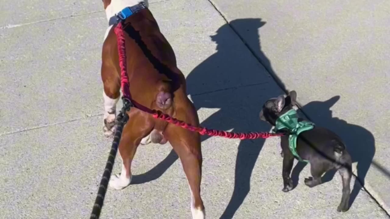 🐾 Frenchie Puppy’s FIRST Leash Walk with Big Bro! 🐶💕 Too Cute to Handle! #FrenchieLove