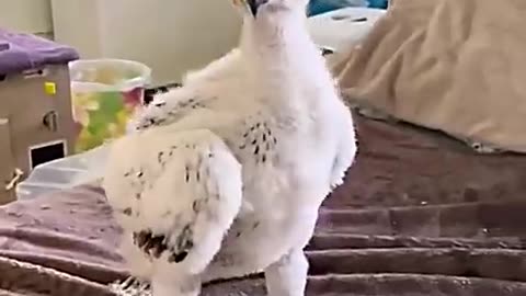 Funny animals