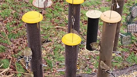 Just before the snow hits we have this satisfying scene,