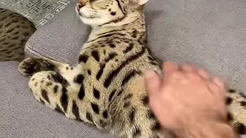 Dog's Comedy Videos 🤣 so cute videos and puppies comedy scenes 😂 so cute 🥰 🥰 🥰 🥰