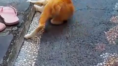 Two Cat Chillin in the Yard… Acting Like They Own the Whole House!