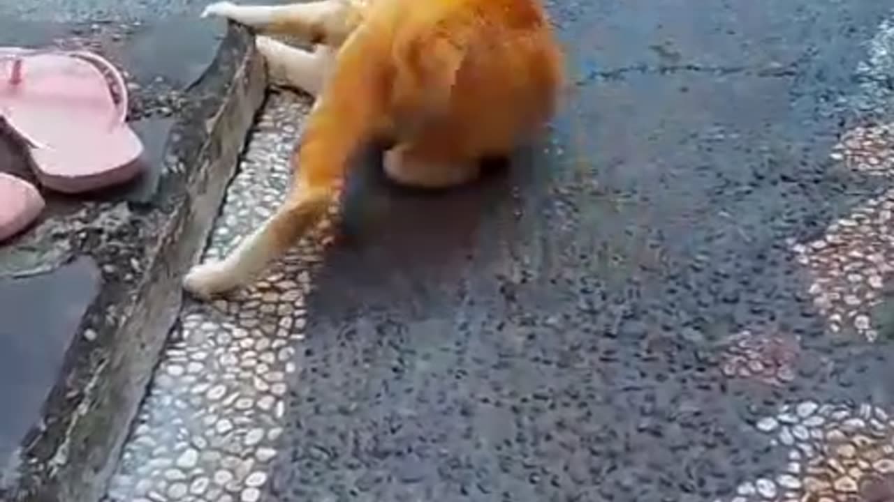 Two Cat Chillin in the Yard… Acting Like They Own the Whole House!