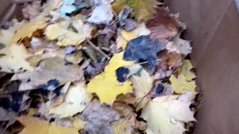 Leaves with "Black Crud" What is it?/ "Winter's Coming" Wood pile