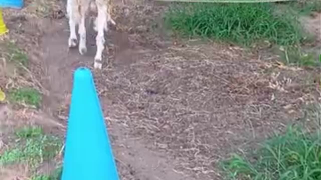 げっぷして屎をする山羊さん