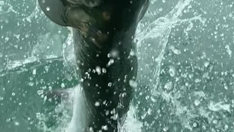 Tarpon Lunges Out of the Water Toward Man’s Hand