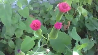 Little pink flowers on the road, some are purple, a different beauty [Nature & Animals]