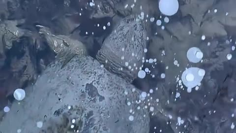 😮❄️ Turtles Frozen Solid in Ice! Nature's Hibernation Secret | FeedMyCuriosity
