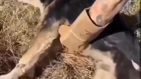 😍✨ Watch This Amazing Friendly Dog! | FeedMyCuriosity