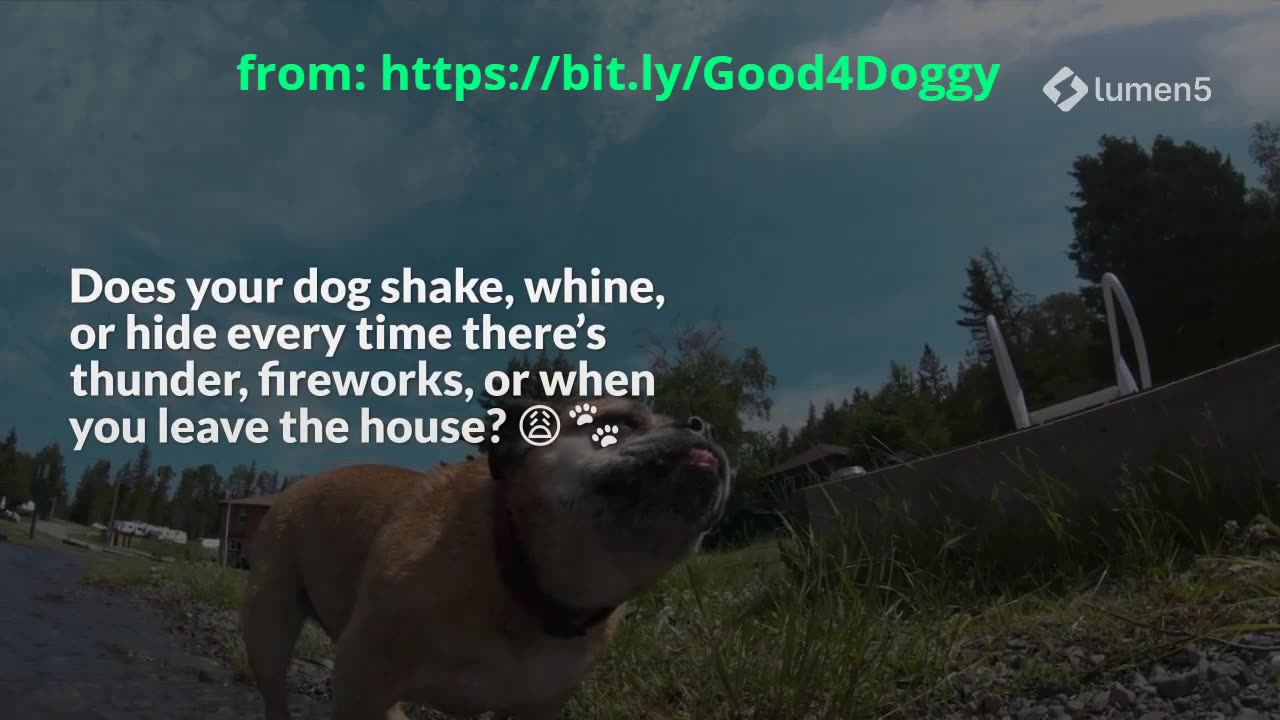 Stop the Shaking and Whining — The Trick to Calming Your Anxious Dog Fast