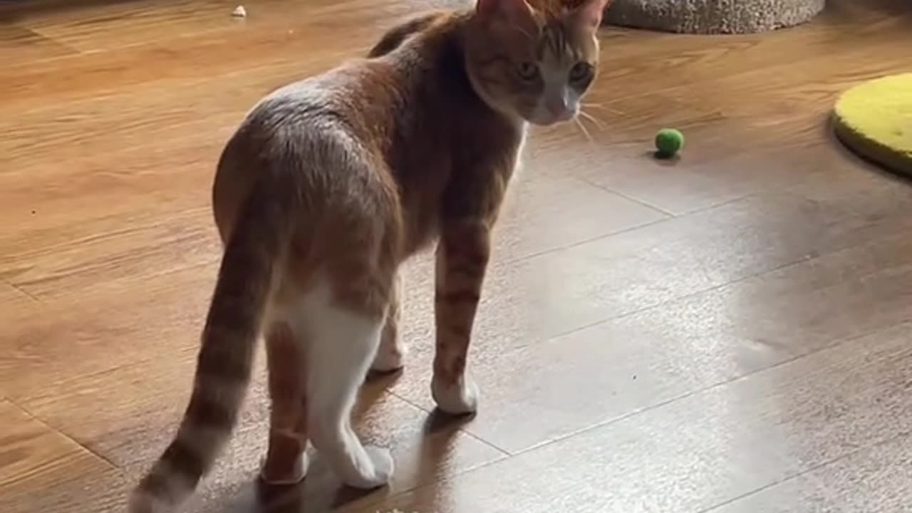 Kitty Playing Fetch