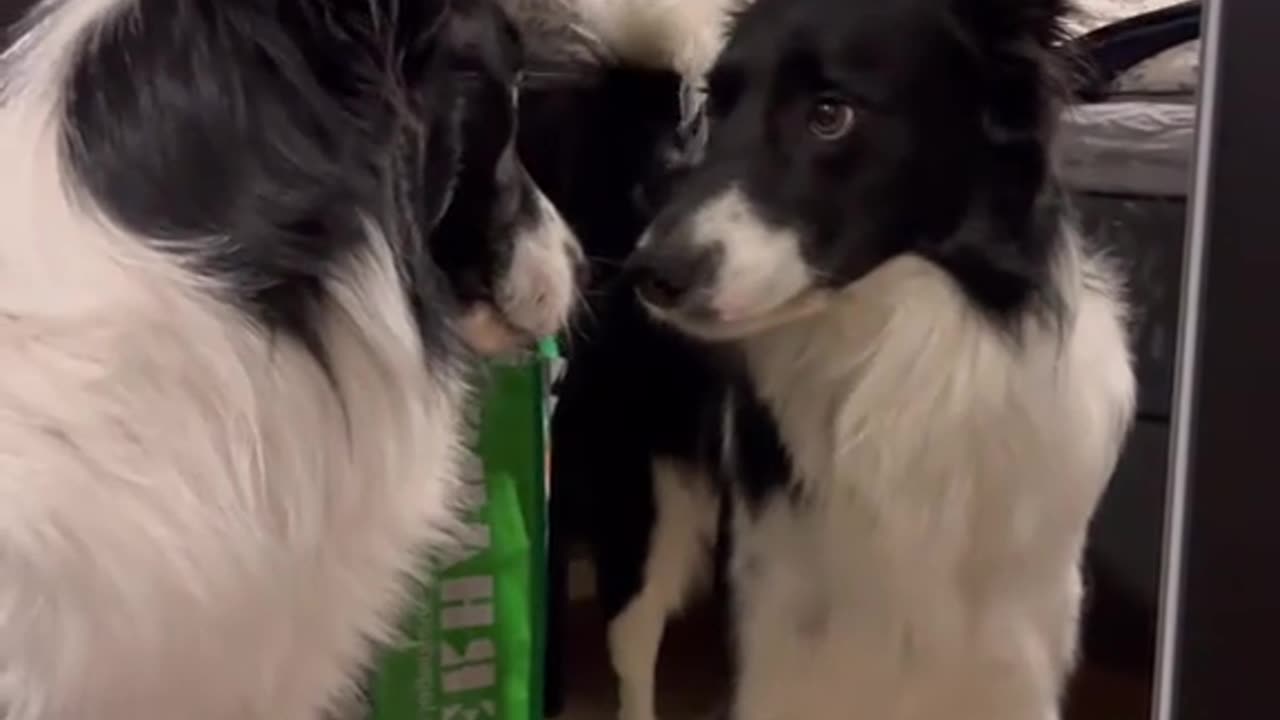 puppadog Videos