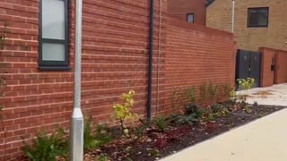 Brand new houses for new arrivals ☠️🏴