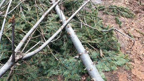 Bigfoot Evidence - top of a white fir jammed into middle of forest road