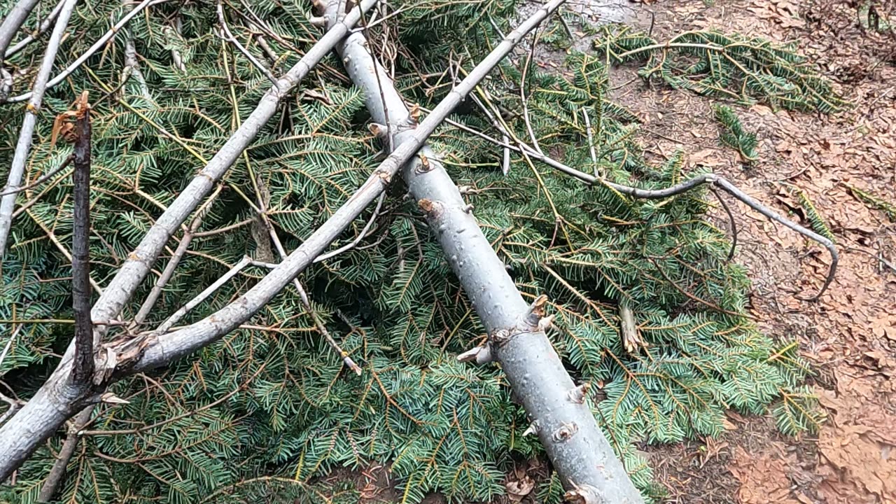 Bigfoot Evidence - top of a white fir jammed into middle of forest road