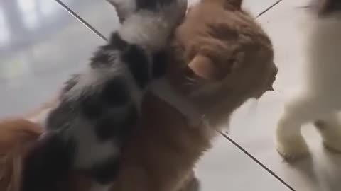 😂🐶 When Your Dog Asks for a Ride! | FunFM