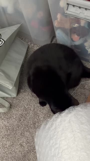 Cute Precious Piper Does More Office Inspections Than Ever - My Adopted Shelter Cat Vlog. #shorts