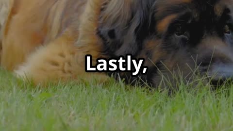 Meet the World's Largest Guard Dogs!