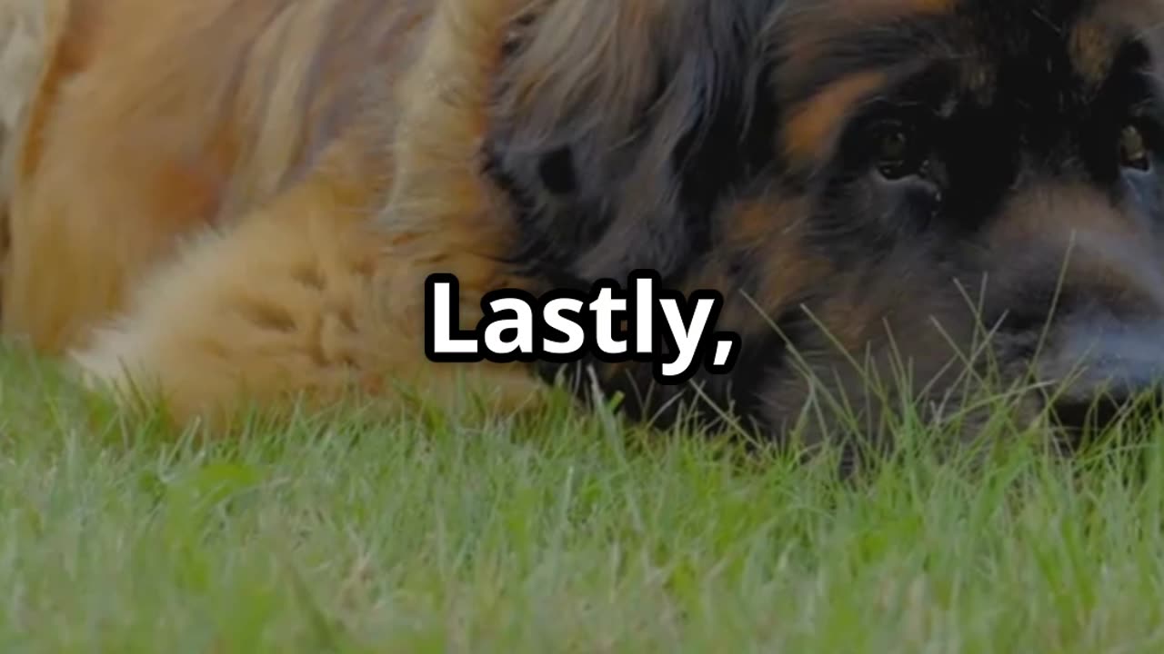 Meet the World's Largest Guard Dogs!
